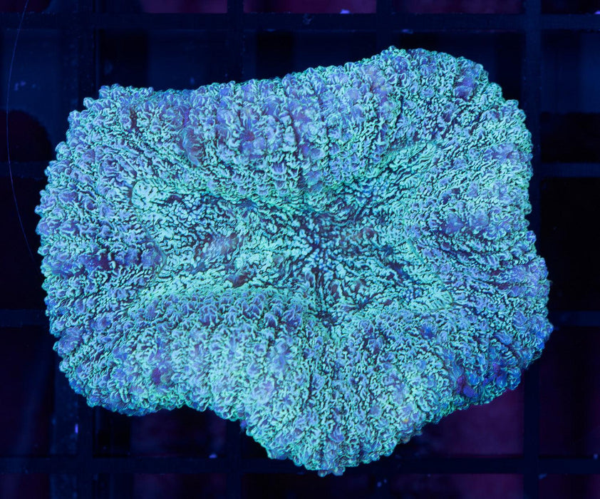 Teal Speckled Lobo 1" - Ocean Reefs Marine Aquariums
