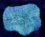 Teal Speckled Lobo 1" - Ocean Reefs Marine Aquariums