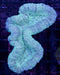 Teal Speckled Lobo 3" - Ocean Reefs Marine Aquariums