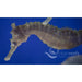 Tiger Snout Seahorse - Ocean Reefs Marine Aquariums