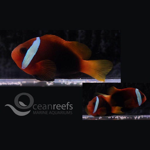 Tomato Anemonefish - Ocean Reefs Marine Aquariums