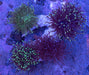 Torch Garden 5” - Ocean Reefs Marine Aquariums