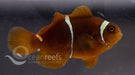 True Pair Maroon Gold Stripe Anemonefish - Ocean Reefs Marine Aquariums