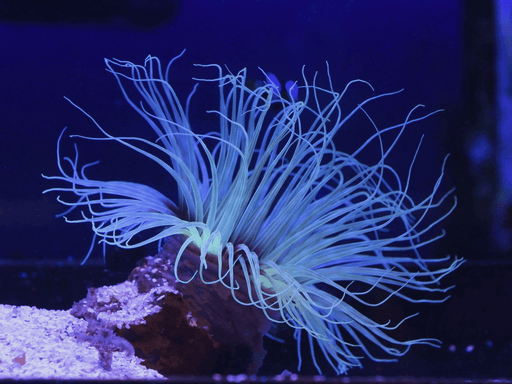Tube Anemone - Ocean Reefs Marine Aquariums