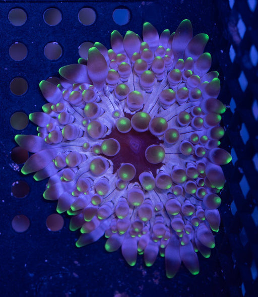 Ultra Green Crispa Anemone - Ocean Reefs Marine Aquariums