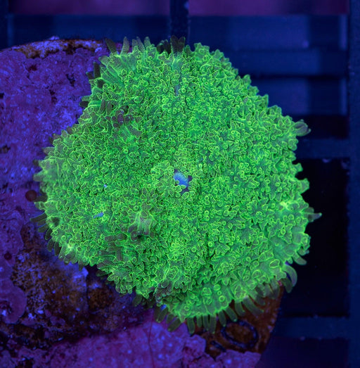 Ultra Green Fuzzy Rhodactis Single Polyp - Ocean Reefs Marine Aquariums