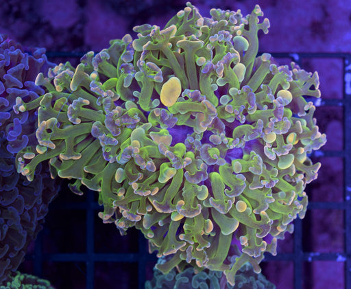 Ultra Orange Tip Reverse Hammer 2" - Ocean Reefs Marine Aquariums