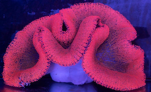 Ultra Pink Carpet Anemone - Ocean Reefs Marine Aquariums