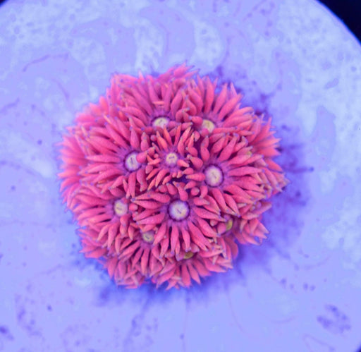 Ultra Pink Goni Frag - Ocean Reefs Marine Aquariums