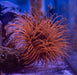 Ultra Tube Anemone - Ocean Reefs Marine Aquariums