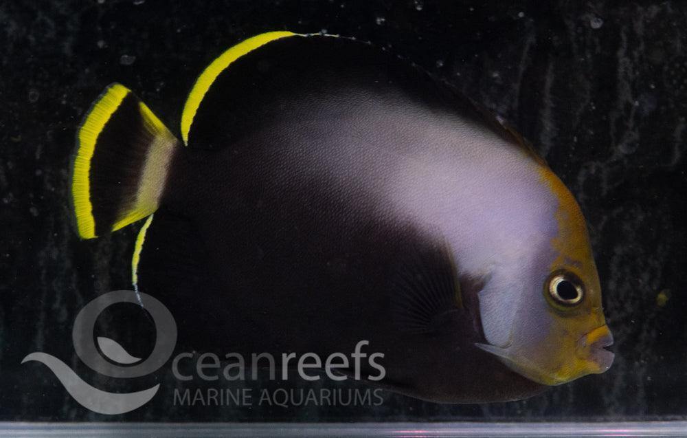 Velvet Angelfish - Ocean Reefs Marine Aquariums