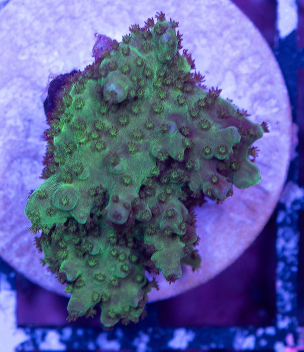 WA Green Acro Frag - Ocean Reefs Marine Aquariums