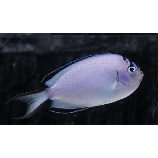 Watanabei Angelfish (Female) - Ocean Reefs Marine Aquariums