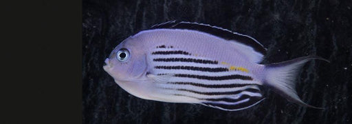 Watanabei Angelfish (Male) - Ocean Reefs Marine Aquariums