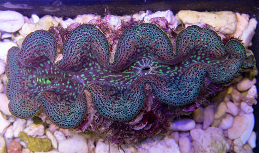 Western Australian Maxima Clams - Ocean Reefs Marine Aquariums