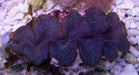 Western Australian Maxima Clams - Ocean Reefs Marine Aquariums