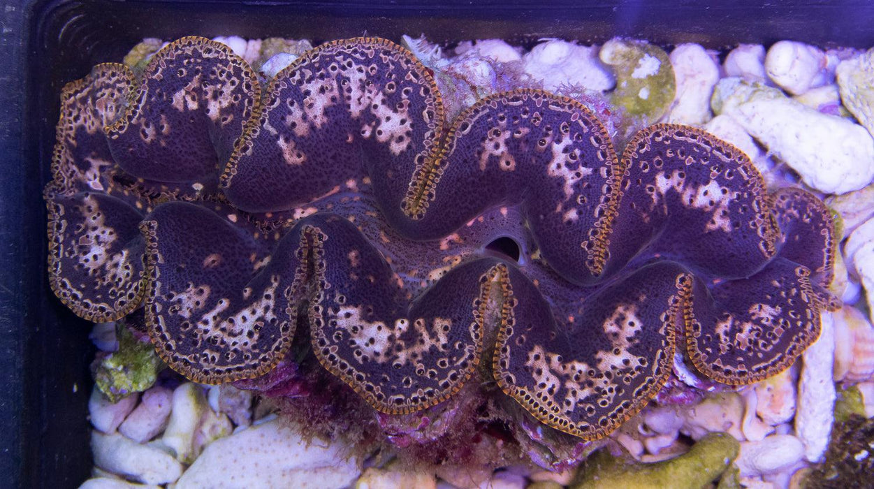 Western Australian Maxima Clams - Ocean Reefs Marine Aquariums