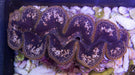 Western Australian Maxima Clams - Ocean Reefs Marine Aquariums