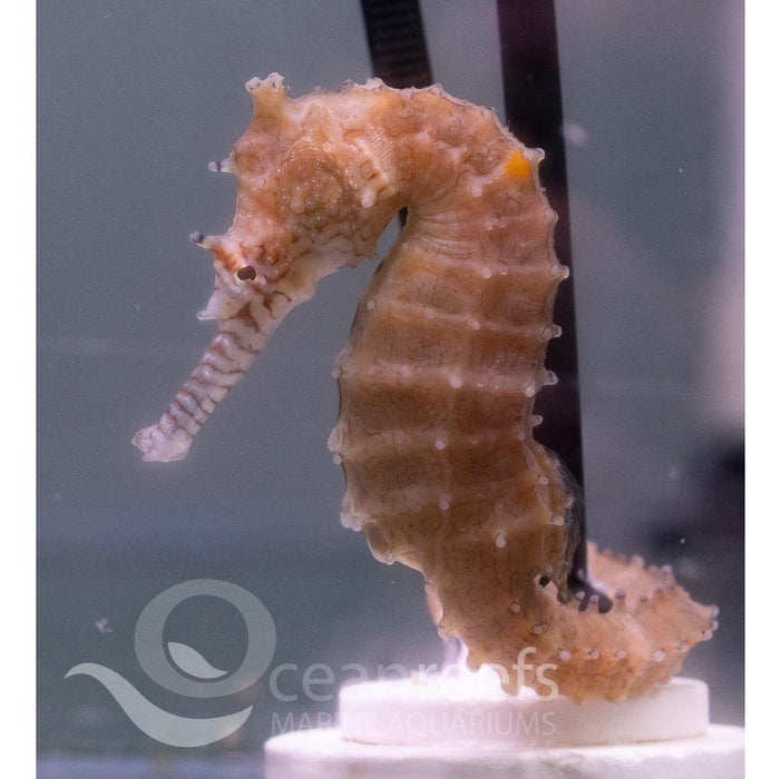 Western Spiny Seahorse - Ocean Reefs Marine Aquariums