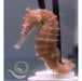 Western Spiny Seahorse - Ocean Reefs Marine Aquariums