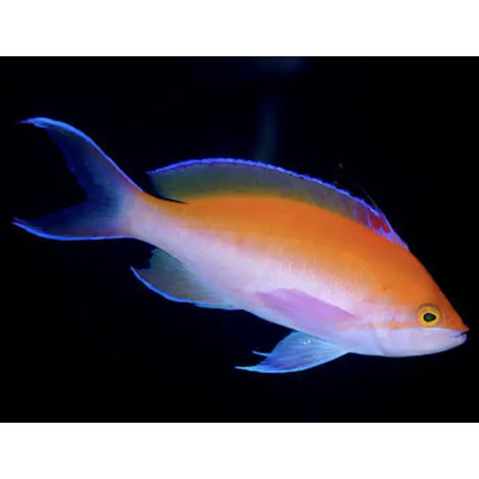 Bicolour Anthia
