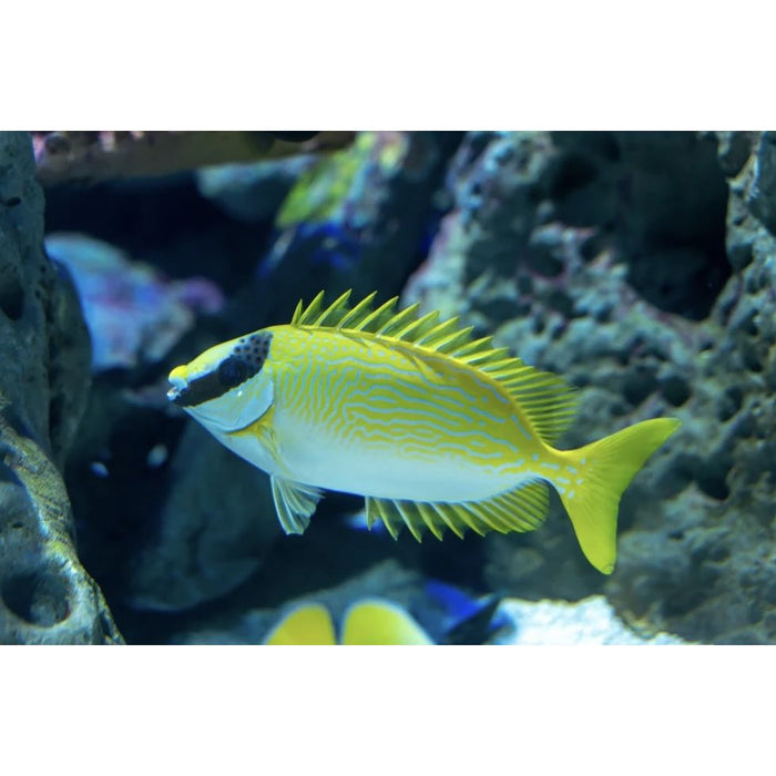 Blue Lined Rabbitfish