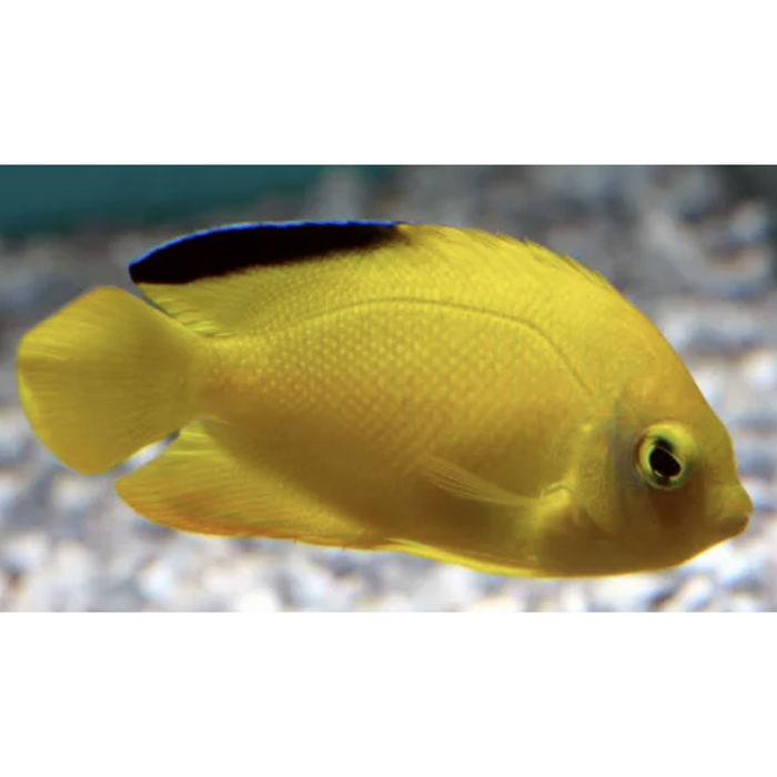 Black Fin Herald Angelfish