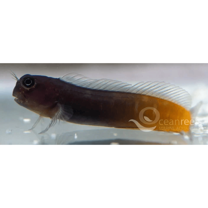 Bicolour Blenny