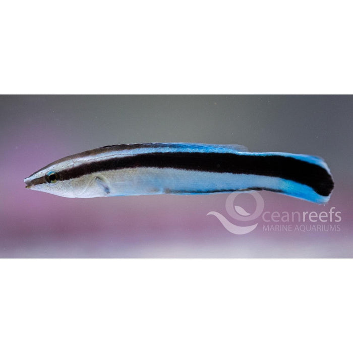 Cleaner Wrasse