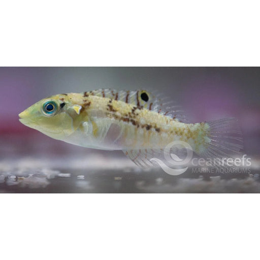Chaeto