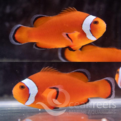 White Collar Clownfish Pair - Ocean Reefs Marine Aquariums