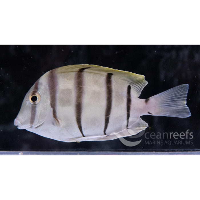 Convict Tang