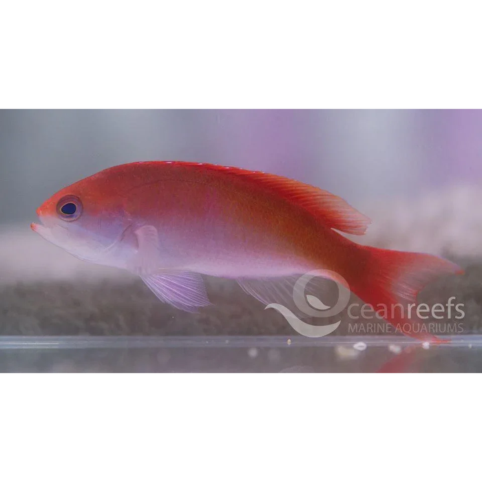Cooperi Anthias