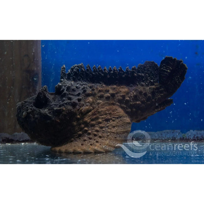 Estaurine Stonefish