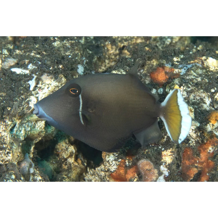 Eye Striped Triggerfish