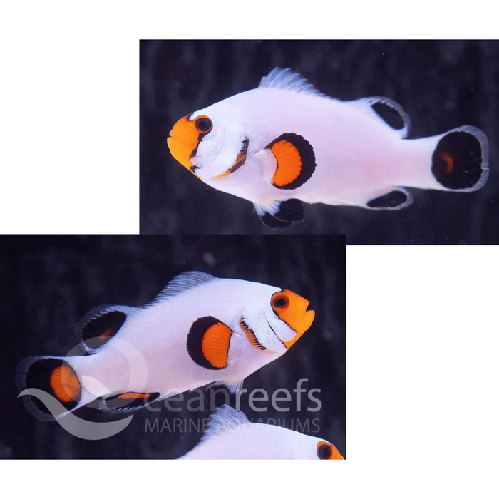 Fancy White Clownfish Pair