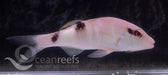 White Goatfish - Ocean Reefs Marine Aquariums