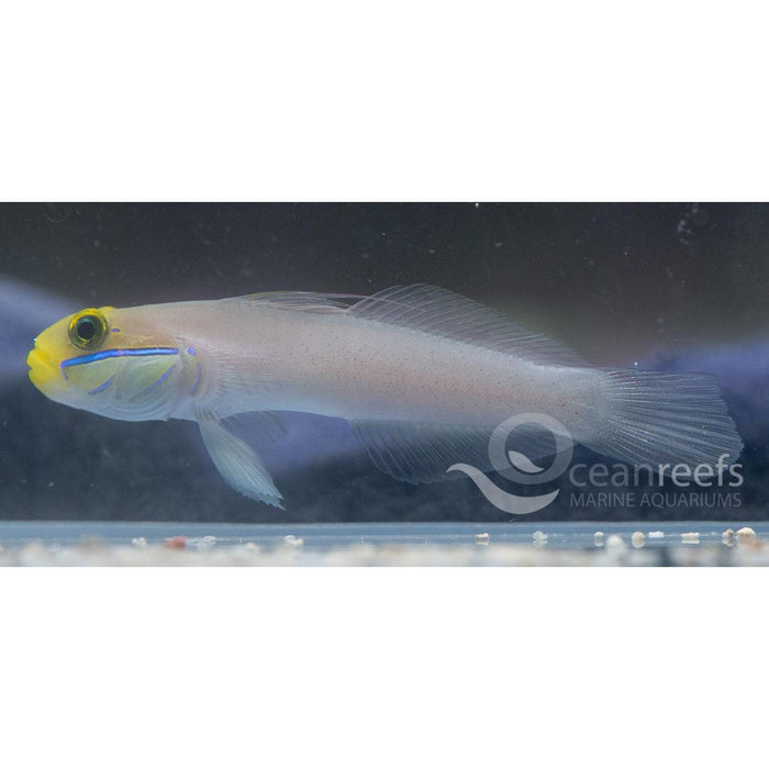 Golden head sleeper Goby