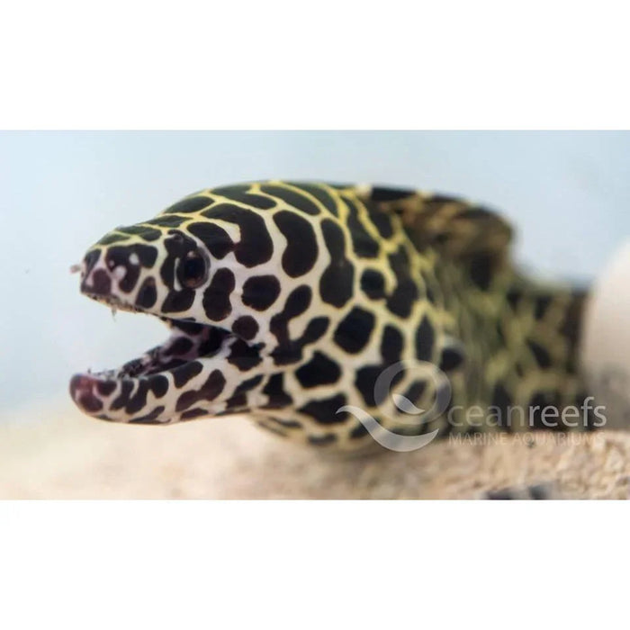 Leopard Moray Eel