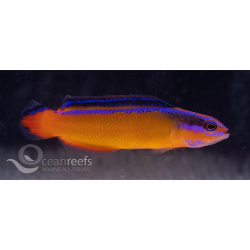 Orchid Dottyback (Captive Bred)