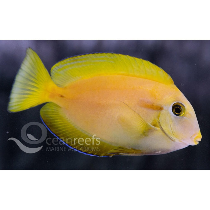 Orange Shoulder Tang
