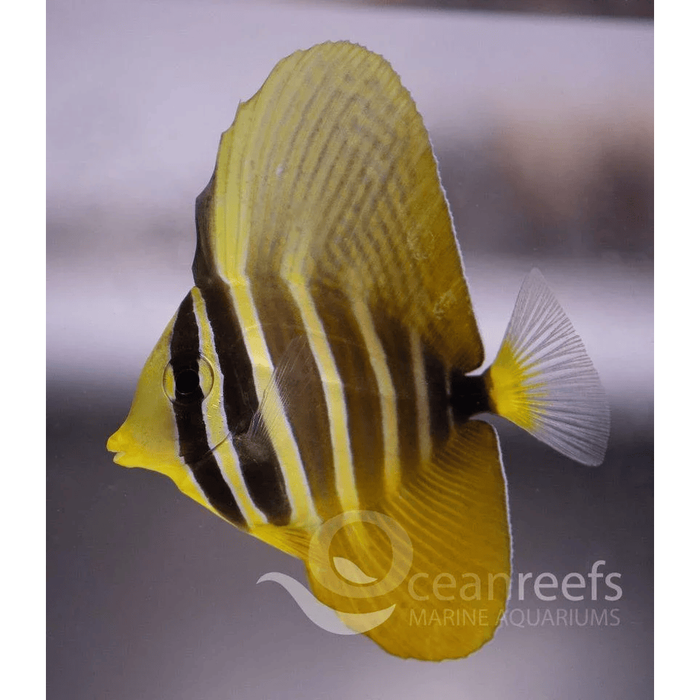 Pacific Sailfin Tang