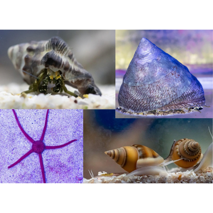 Clean Up Crew Pack