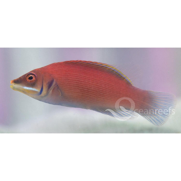 Pinstriped Wrasse