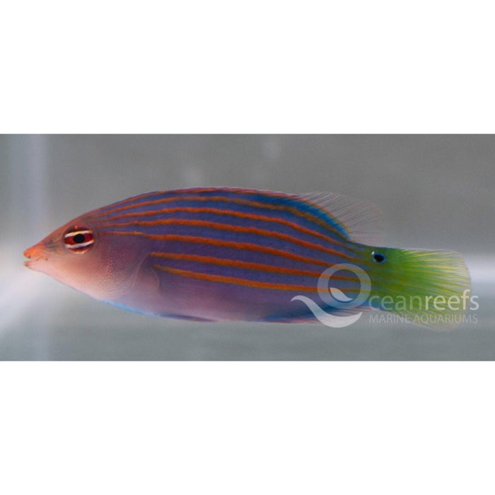 Six Line Wrasse