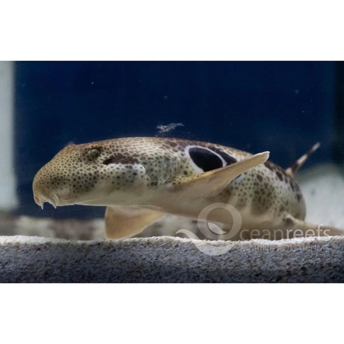 Speckled Catshark
