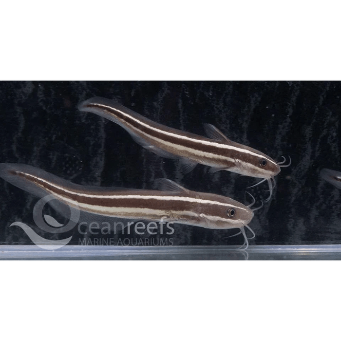 Striped Catfish