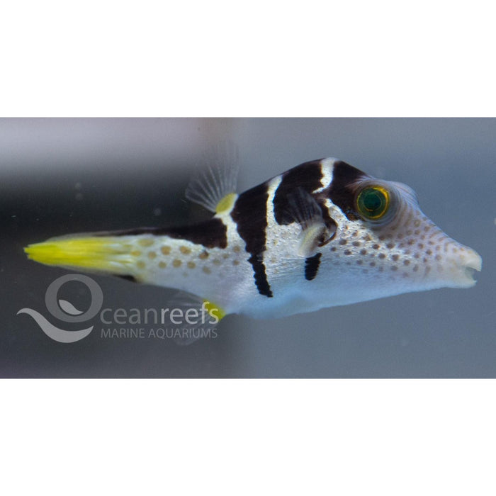 Valentini Puffer