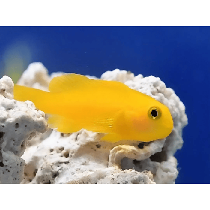 Yellow Coral Goby