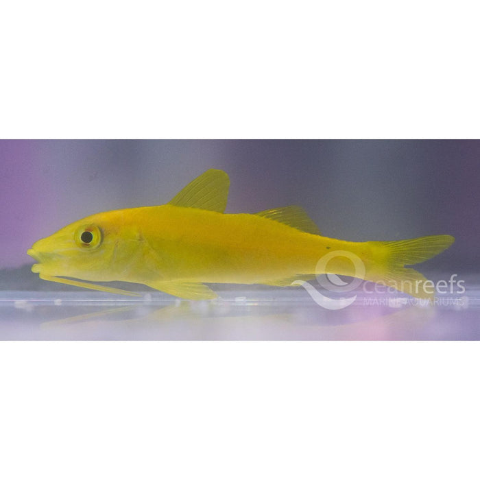Yellow Goatfish